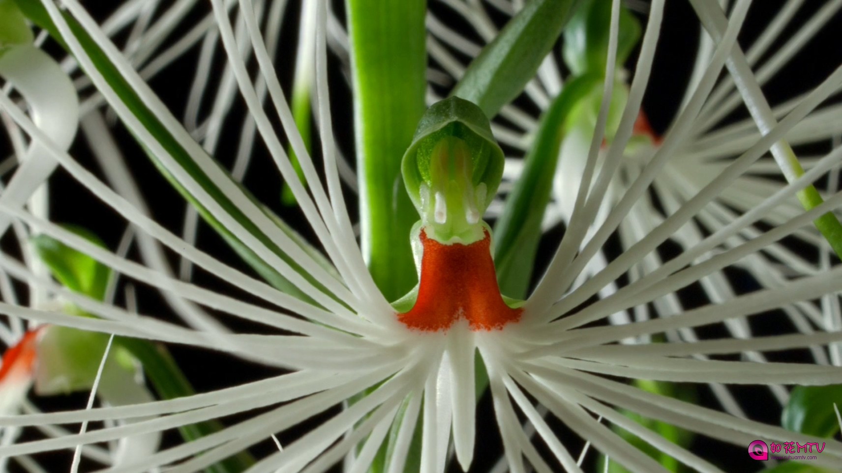 00000.m2ts(Kingdom.of.Plants.2012.1080P)_20161101_143110.476.jpg